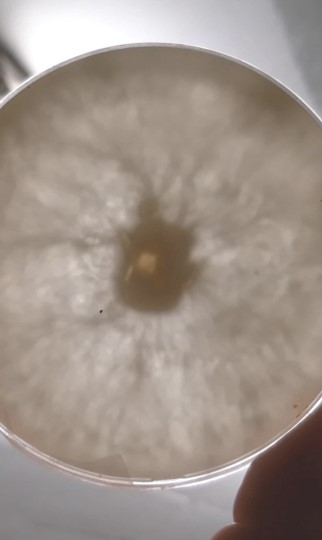 Mutter-Myzel auf einer Petrischale im Pilzling-Labor — die genetische Grundlage aller Kulturen